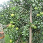 Nông dân Hương Khê vay vốn ưu đãi phát triển vườn cây ăn quả