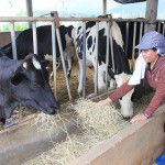 Gia đình bà KTéts, dân tộc K’ho ở thôn Đạ Ron vay vốn nuôi bò sữa