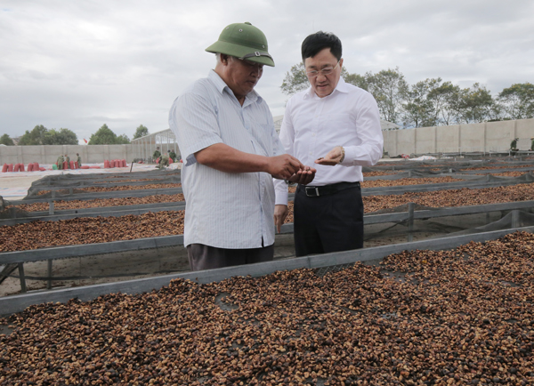 Tổng Giám đốc NHCSXH Dương Quyết Thắng thăm một số hộ gia đình, cơ sở sản xuất, chế biến cà phê trên địa bàn huyện Đắk Hà