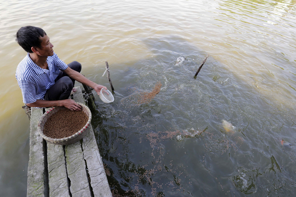 Có vốn vay ưu đãi, gia đình anh Nguyễn Văn Điền, chị Nguyễn Thị Na ở thôn Văn Quan, xã Trí Quả, huyện Thuận Thành có điều kiện cải tạo ao nuôi cá, chăm sóc gà giống
