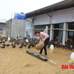 Hội viên phụ nữ phường Quang Trung, TX Bỉm Sơn vay vốn ưu đãi phát triển chăn nuôi theo mô hình trang trại