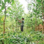 Nông dân xã Sơn Linh vay vốn ưu đãi trồng keo