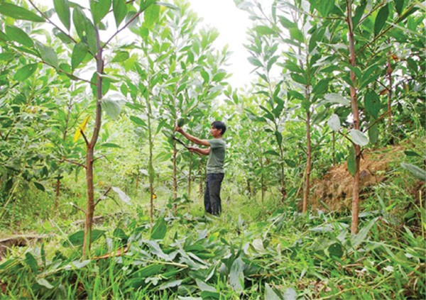 Nông dân xã Sơn Linh vay vốn ưu đãi trồng keo