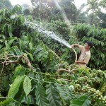 Đồng bào DTTS ở Gia Lai sử dụng vốn vay ưu đãi phát triển cây cà phê