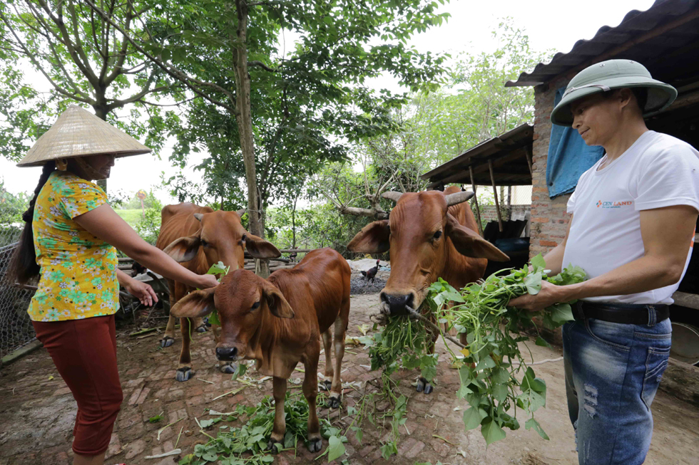 Gia đình anh Phạm Đức Giáp, chị Ngô Thị Liễu ở thôn Ngô Phần, xã Bình Định, huyện Lương Tài sử dụng 30 triệu đồng vốn vay hộ nghèo đầu tư nuôi bò sinh sản. Đến nay, gia đình có việc làm, có thêm thu nhập và có cơ hội thoát nghèo