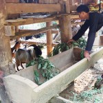 Mô hình nuôi dê mang lại hiệu quả kinh tế cao cho nhiều hộ đồng bào DTTS ở huyện Phong Thổ (Lai Châu)