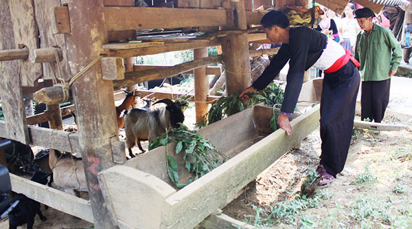 Mô hình nuôi dê mang lại hiệu quả kinh tế cao cho nhiều hộ đồng bào DTTS ở huyện Phong Thổ (Lai Châu)