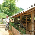 Ông Đinh Văn Kiên ở xã Long Mai, huyện Minh Long vay vốn nuôi bò
