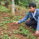 Hộ nghèo ở Tu Mơ Rông phát triển cây dược liệu để thoát nghèo