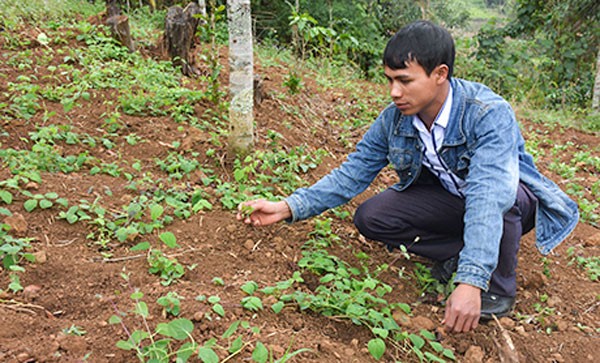 Hộ nghèo ở Tu Mơ Rông phát triển cây dược liệu để thoát nghèo