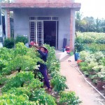 Chị Nguyễn Thị Kiều Chinh ở ấp Lân Đông, xã Phú Sơn, huyện Chợ Lách (Bến Tre) chăm sóc vườn hoa cảnh