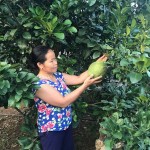 Nông dân xã Ngọc Mỹ vay vốn chính sách để mwor rộng diện tích trông cây bưởi