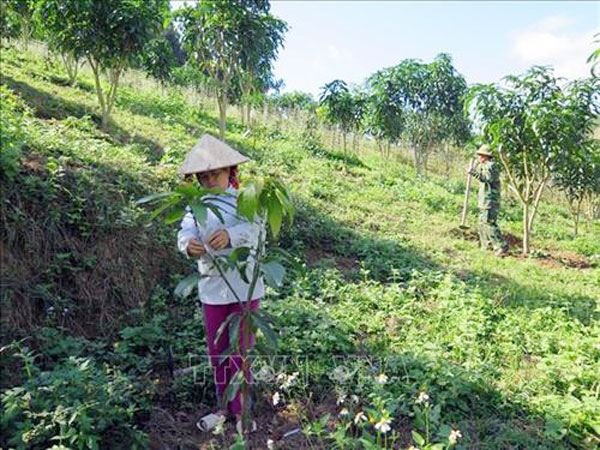 Người dân ở xã Mường Lạn, huyện Sốp Cộp sử dụng vốn vay ưu đãi để đầu tư trồng và chăm sóc cây xoài