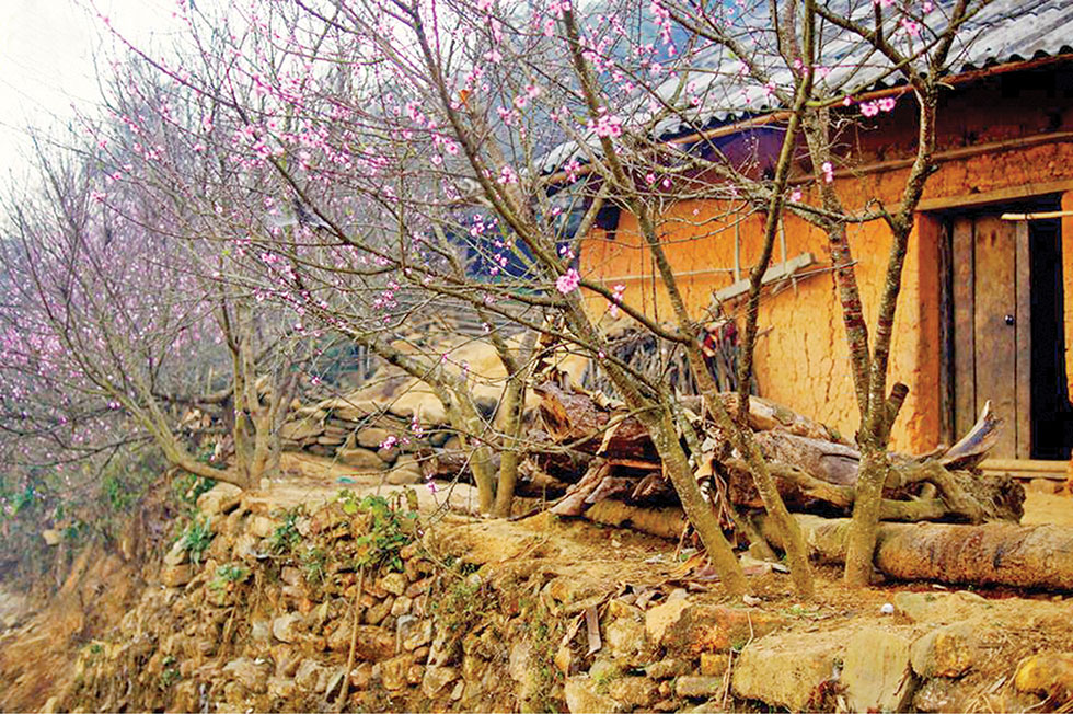 Hoa đào nở bên những căn nhà trình tường ở Y Tý (Lào Cai)