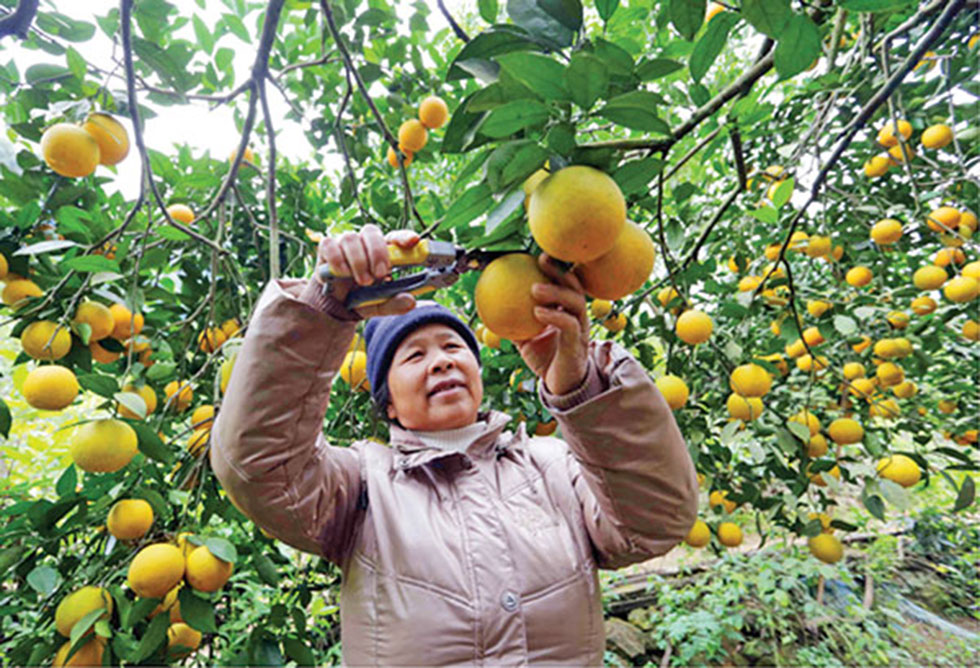Gia đình bà Trương Thị Hồ, dân tộc Tày ở xã Quang Trung, huyện Hòa An vay 50 triệu đồng nguồn vốn SXKD tại vùng khó khăn, cải tạo hơn 1ha vườn đồi trồng cam