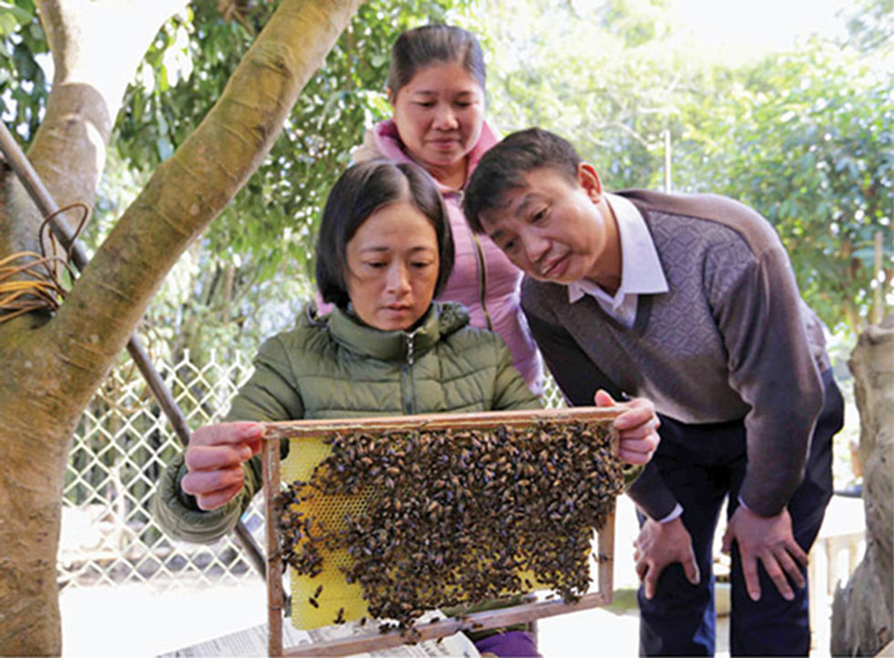 Gia đình chị Nông Thị Hồng, dân tộc Tày ở xóm Bản Giàng, xã Đa Thông, huyện Trà Lĩnh vay 50 triệu đồng nguồn vốn SXKD tại vùng khó khăn để nuôi ong lấy mật