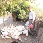 Nông dân Ninh Bình sử dụng vốn vay ưu đãi làm trang trại hiệu quả