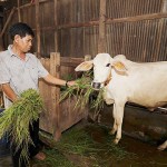 Nhiều hộ nghèo tại tỉnh An Giang vay vốn ưu đãi đầu từ chăn nuôi bò Ảnh: Trần Việt