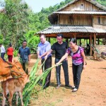 Đồng bào dân tộc ở Sơn La sử dụng vốn chính sách phát triển chăn nuôi