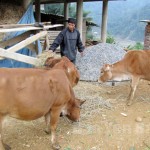 Đồng bào DTTS ở Văn Chấn sử dụng vốn vay uuw đãi phát triển chăn nuôi gia súc
