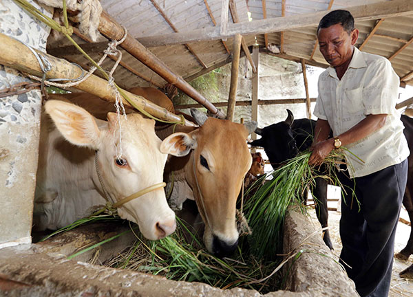 Nhờ vốn vay chương trình hộ nghèo gia đình ông Kim Lai, dân tộc Khmer ở xã Tập Sơn, huyện Trà Cú (Trà Vinh) đầu tư nuôi bò sinh sản. Sau hai lần vay gia đình đã vươn lên thoát nghèo, gia đình hiện có 10 con bò, bê và hang nghìn mét vuông đất canh tác