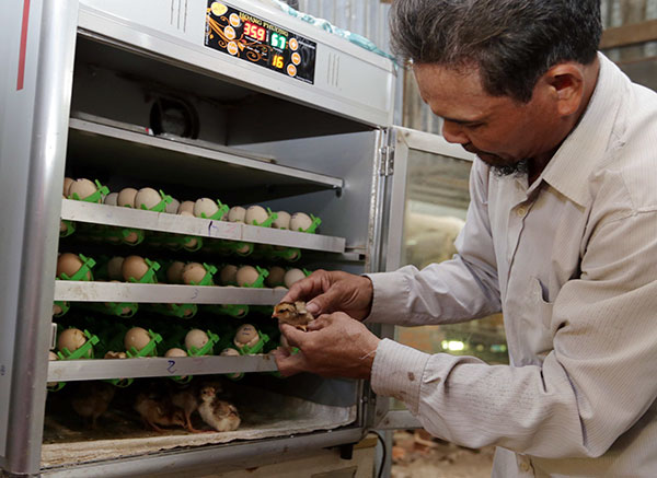 Gia đình anh Lâm Tâm, dân tộc Khmer ở xã Tân Hưng, huyện Long Phú (Sóc Trăng) vay vốn ưu đãi đầu tư mua máy ấp trứng, làm chuồng trại chăn nuôi gà, lợn, mỗi năm thu hàng trăm triệu đồng