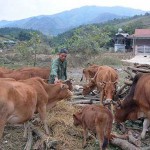 Nông dân xã Quài Nưa phát triển đàn bò từ nguồn vốn vay ưu đãi của NHCSXH và Hội Nông dân