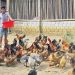 Trang trại chăn nuôi tổng hợp của anh Thái Hữu Trọng ở xã Quế Sơn