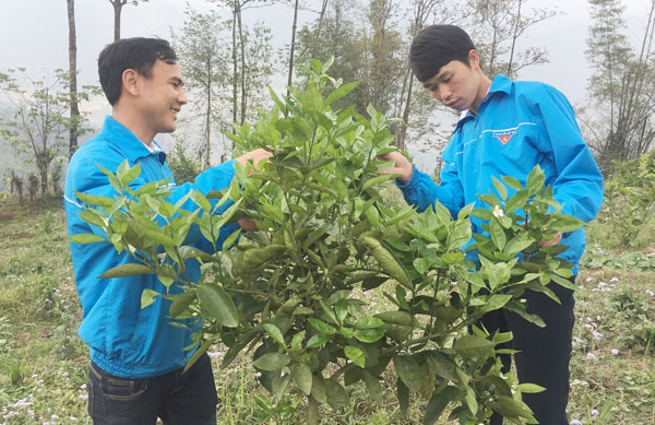 Bí thư Đoàn xã Nậm Sài tham quan mô hình trồng cam của đoàn viên Tẩn Láo Tả (bên trái)