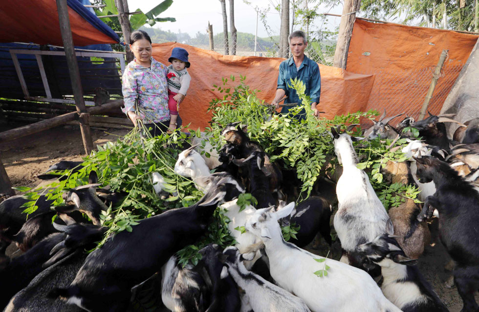 Nhờ được NHCSXH cho vay vốn, gia đình ông Nguyễn Văn Thắng và bà Phạm Thị Thơ ở xã Đông Hà, huyện Tiên Yên có điều kiện đầu tư nuôi dê, bò