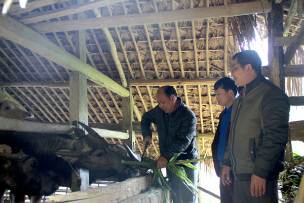 Anh Hoàng Xuân Kỳ (trái), thôn Nà Mèo, xã Tân Nam, huyện Quang Bình nuôi trâu sinh sản từ vốn vay ưu đãi