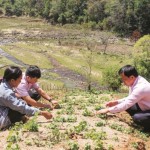 Chị Y B Lúc chia sẻ kinh nghiệm trồng sâm dây với cán bộ NHCSXH huyện Tu Mơ Rông