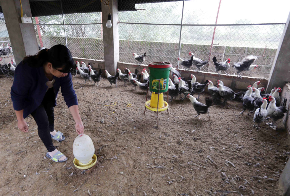 Gia đình chị Nguyễn Thị Tố Nữ ở xã Vạn Ninh, TP Móng Cái vay vốn ưu đãi đầu tư chăn nuôi gà đẻ, nuôi ngao gia đình có việc làm ổn định
