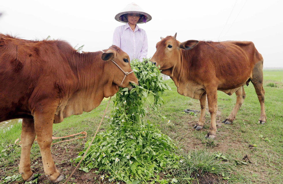Gia đình chị Lương Thị Cải ở thôn Hưng Thịnh, xã Đông Long, huyện Tiền Hải vay 40 triệu đồng từ chương trình hộ cận nghèo về nuôi bò