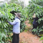 Nông dân Đắk Hà chủ yếu sử dụng vốn vay ưu đãi phát triển cây cà phê
