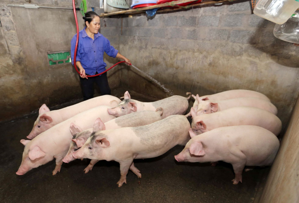 Gia đình bà Phạm Thị Xuân ở phường Hà Tu, TP Hạ Long trước đây cuộc sống khó khăn, có vốn vay ưu đãi, gia đình đầu tư nuôi lợn, nhờ chăm sóc tốt, mỗi năm bán hàng tấn lợn, gia đình có việc làm, có thu nhập, đời sống gia đình từng bước nâng cao