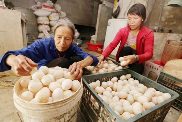 Gia đình chị Nguyễn Thị Thoa ở xóm 3, xã Thụy Lôi, huyện Kim Bảng vay 100 triệu đồng từ chương trình giải quyết việc làm để cải tạo ruộng lúa kém hiệu quả thành ao nuôi cá, vịt đẻ, trồng cây ăn quả, mỗi năm thu lãi khoảng 200 triệu đồng