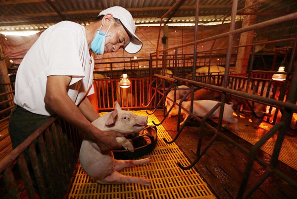 Ông Phan Duy Hưng ở thôn Hồi Trung, xã Thụy Lôi, huyện Kim Bảng vay 40 triệu đồng từ chương trình giải quyết việc làm về nuôi lợn bán công nghiệp. Mỗi năm bán ra thị trưởng hàng chục tấn lợn thịt