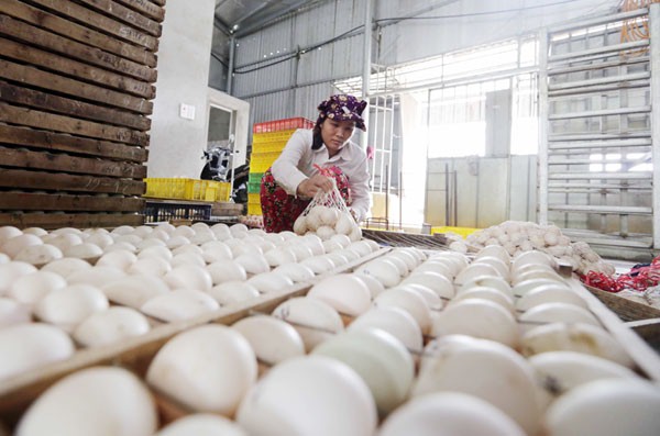 Gia đình anh Bùi Văn Đại ở thôn Trung Hòa, xã Thụy Lôi, huyện Kim Bảng vay 50 triệu đồng từ chương trình giải quyết việc làm để nuôi 2.000 vịt đẻ, mua máy ấp trứng