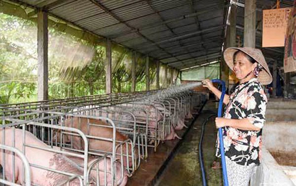 Bà Nguyễn Thị Hành đang chăm sóc đàn heo nuôi trong trang trại