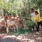 Hộ gia đình người DTTS S'tiêng tại xã biên giới Bù Gia Mập phát triển chăn nuôi bò từ vốn vay ưu đãi