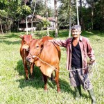 Nhờ nguồn vốn vay ưu đãi, ông Nguyễn Văn Chín, thôn Suối Loa đã đầu tư mua bò sinh sản về nuôi