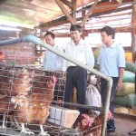 Mô hình nuôi gà của gia đình anh Nguyễn Thế Nhân ở thôn 6, xã Ia Blang