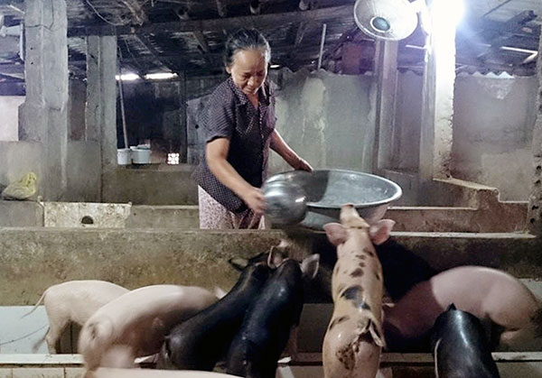 Chị Lê Thị Ráo, xã Quang Phú đã mạnh dạn vay vốn phát triển mô hình chăn nuôi lợn, gà cho thu nhập ổn định