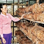 Vốn ưu đãi đã giúp nhiều gia đình nghèo ở Phú Vang trồng nấm đem lại hiệu quả kinh tế cao