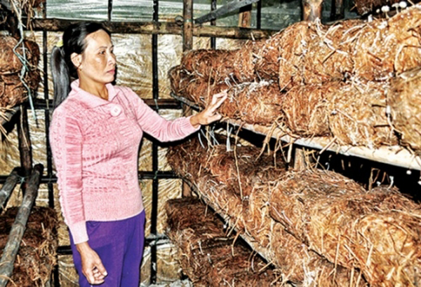Vốn ưu đãi đã giúp nhiều gia đình nghèo ở Phú Vang trồng nấm đem lại hiệu quả kinh tế cao