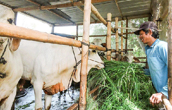 Nông dân xã Thạnh Quới, huyện Vĩnh Thạnh phát triển mô hình chăn nuôi bò từ vốn vay ưu đãi