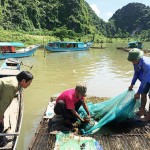 Gia đình bà Nguyễn Thị Hiếu ở Thôn Na sử dụng vốn vay ưu đãi để chăn nuôi cá lồng trên sông, bán cho các nhà hàng phục vụ khách du lịch