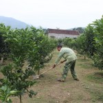 Nông dân Hòa Bình sử dụng vốn vay ưu đãi mở rộng diện tích trồng cam