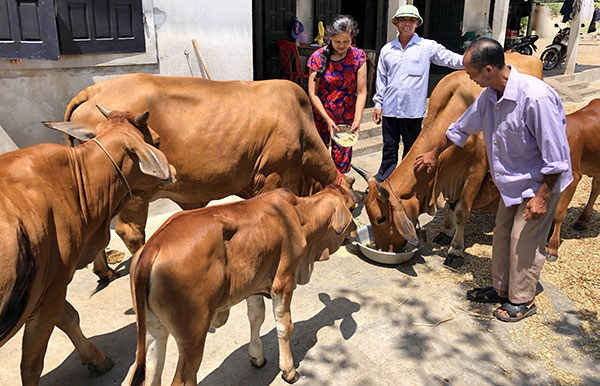 Gia đình ông Lưu Văn Dụng ở thôn Phú Kinh, xã Liên Trạch được vay vốn ưu đãi để phát triển chăn nuôi bò hiệu quả
